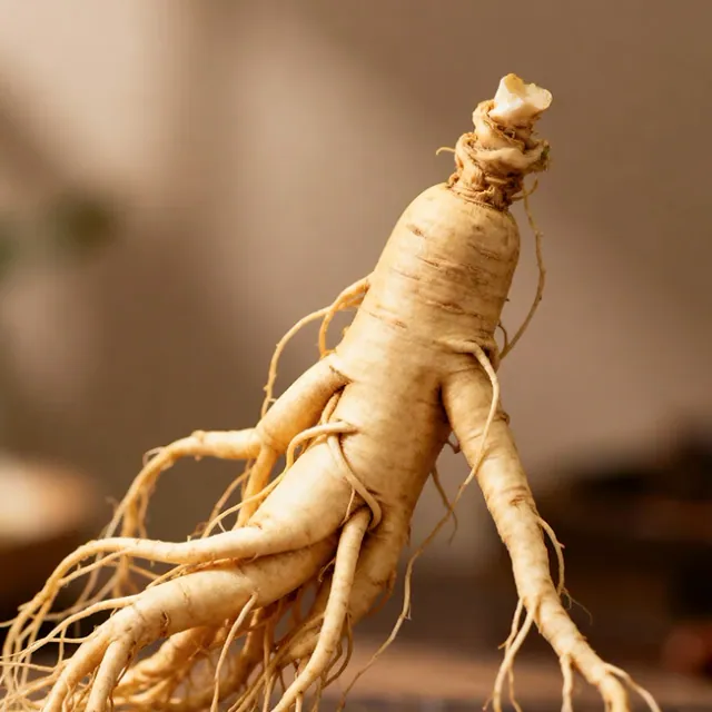 Fresh Panax ginseng root